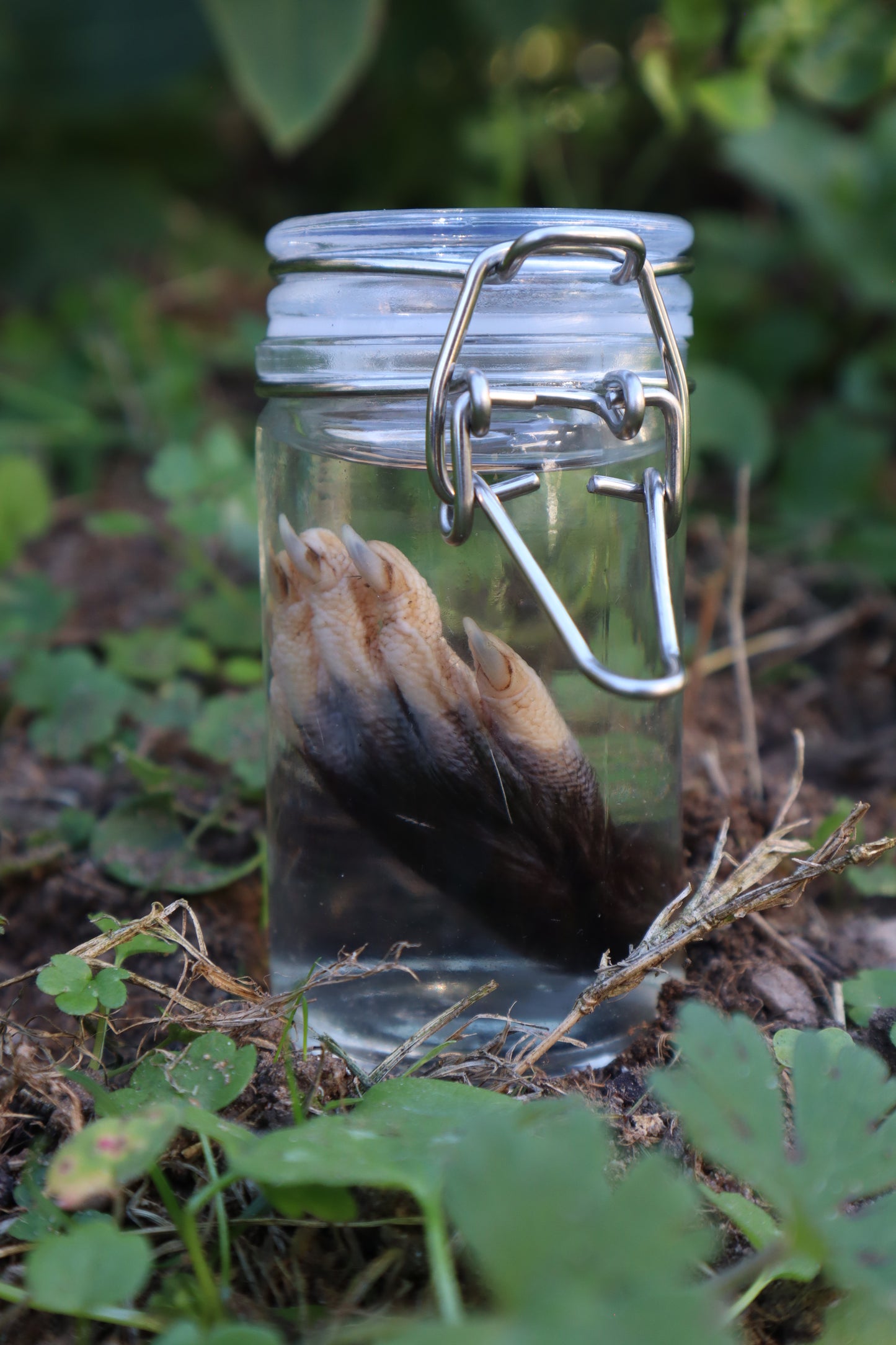 Opossum Paw Wet Specimen