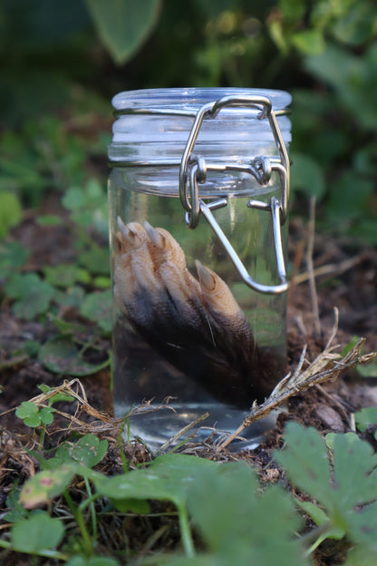 Opossum Paw Wet Specimen