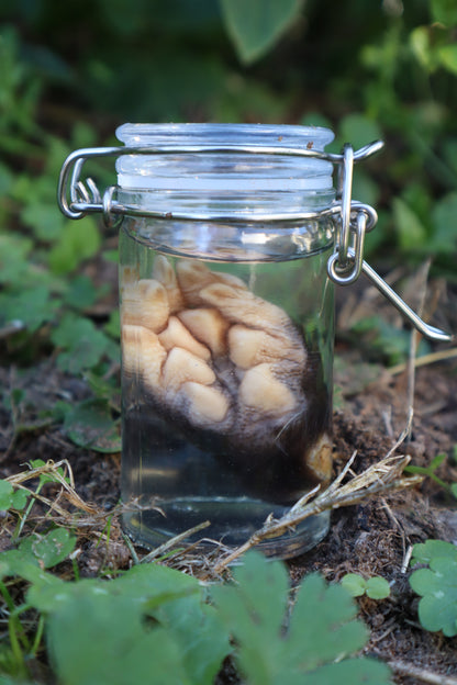 Opossum Paw Wet Specimen