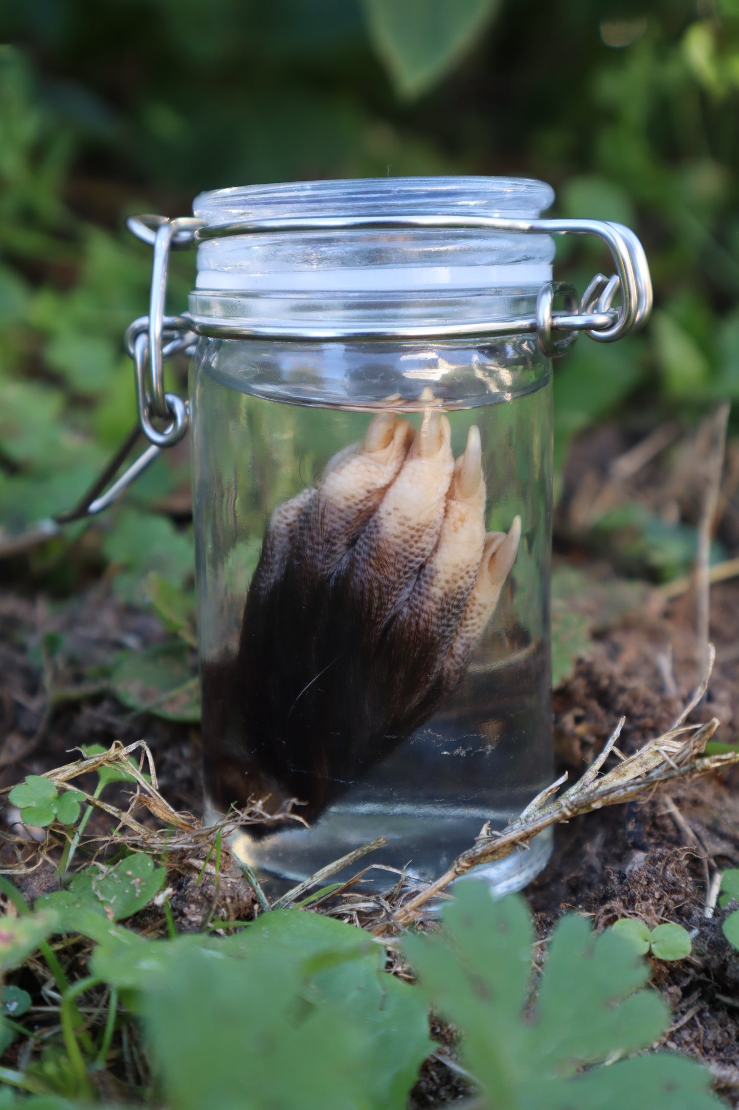 Opossum Paw Wet Specimen
