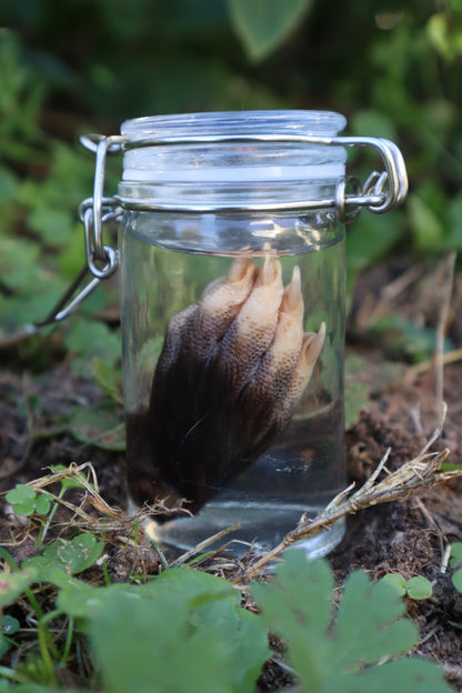 Opossum Paw Wet Specimen