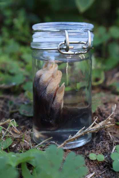 Opossum Paw Wet Specimen