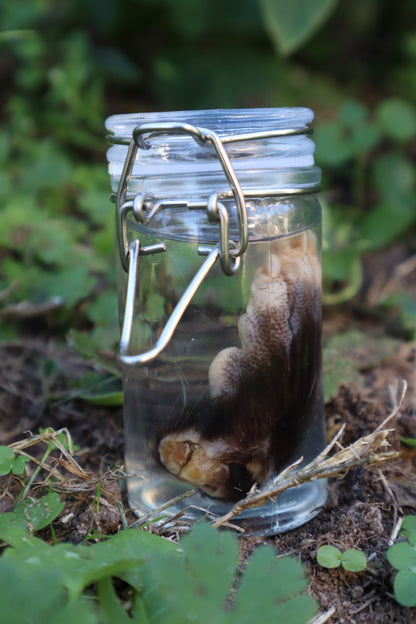 Opossum Paw Wet Specimen