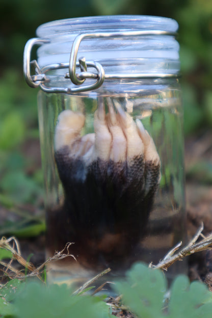 Opossum Paw Wet Specimen