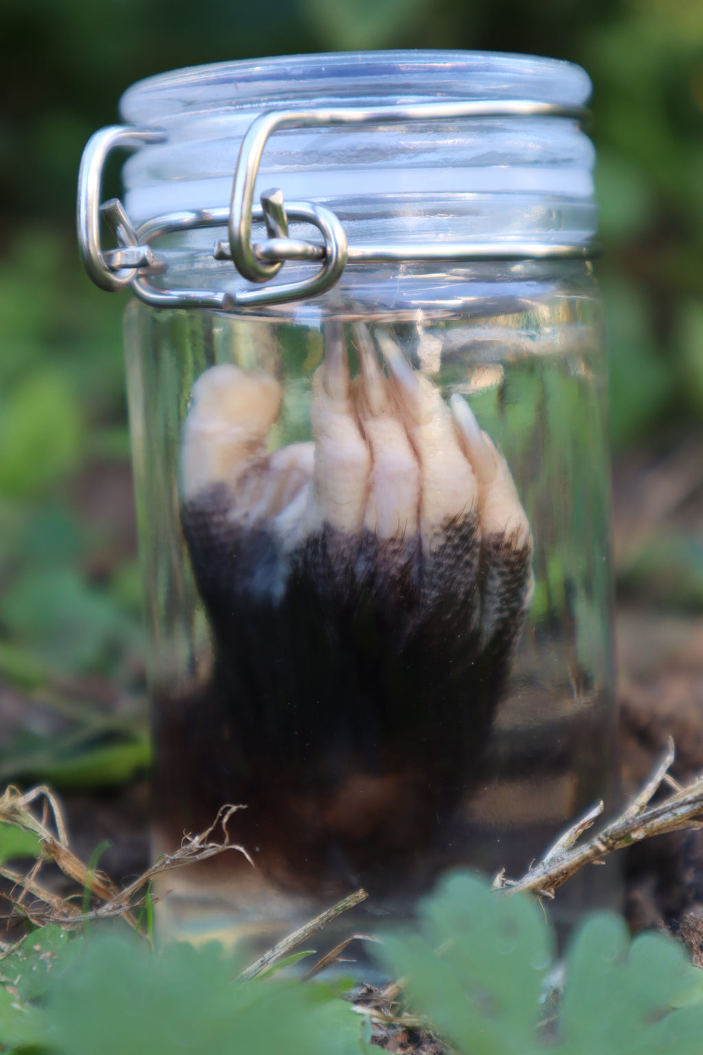 Opossum Paw Wet Specimen