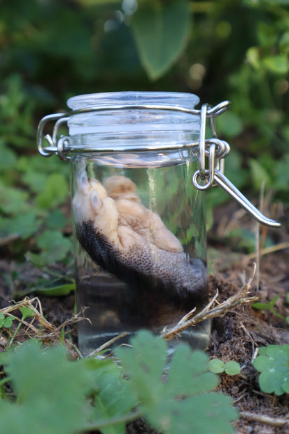 Opossum Paw Wet Specimen