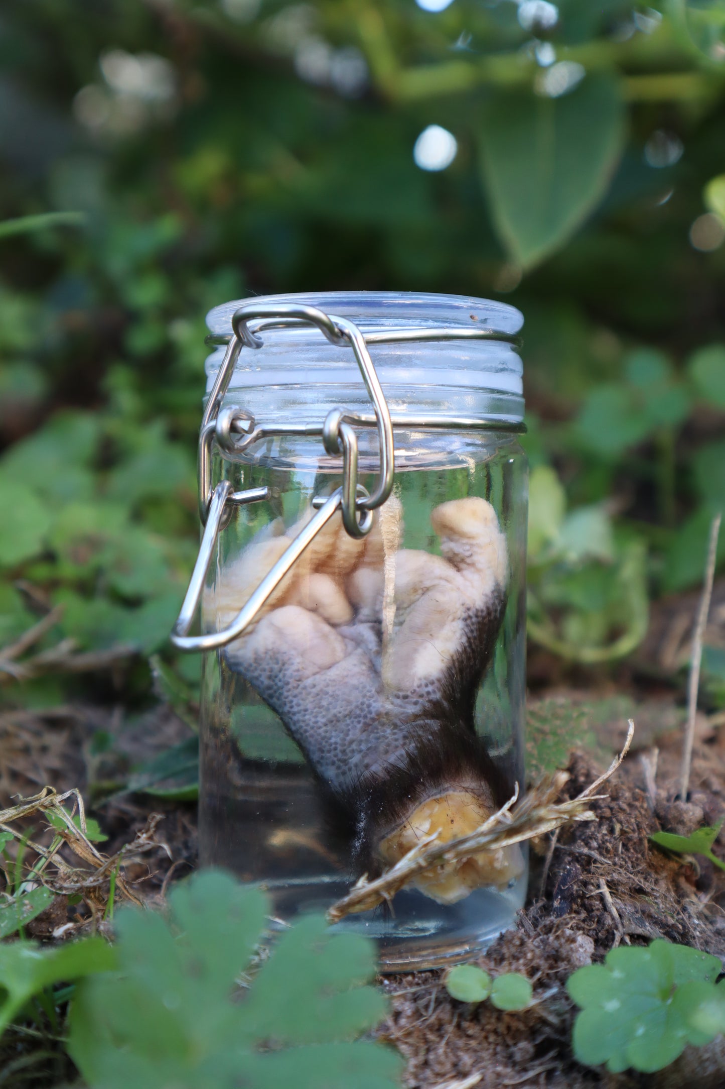 Opossum Paw Wet Specimen