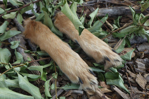 Coyote Paws - Natural Pair