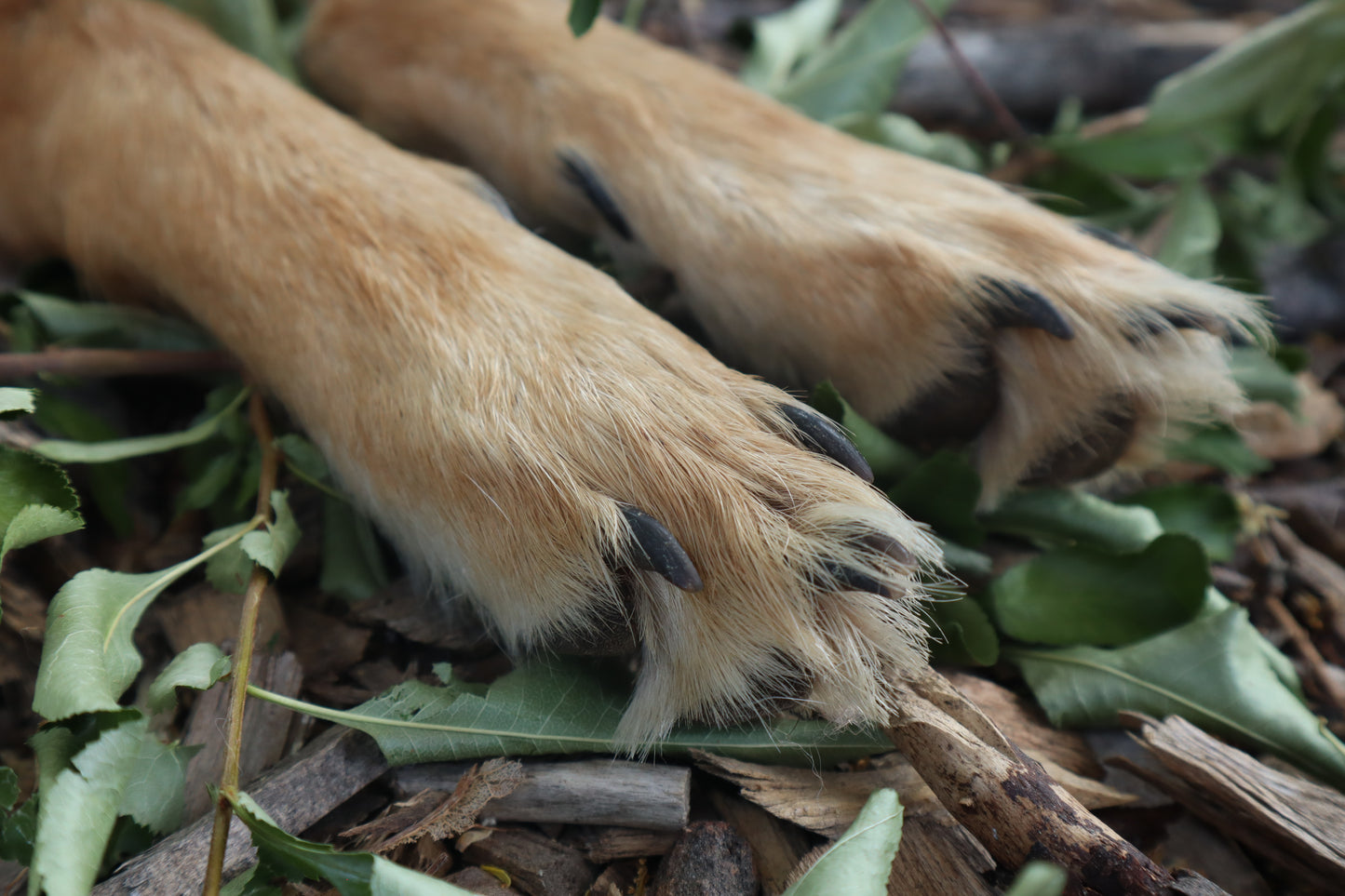Coyote Paws - Natural Pair