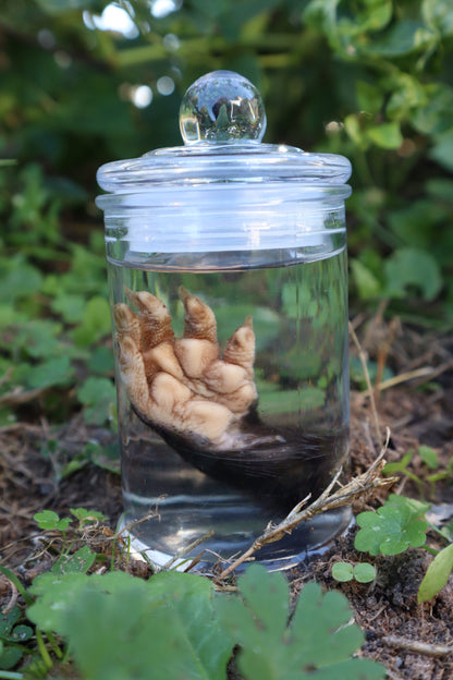 Opossum Paw Wet Specimen