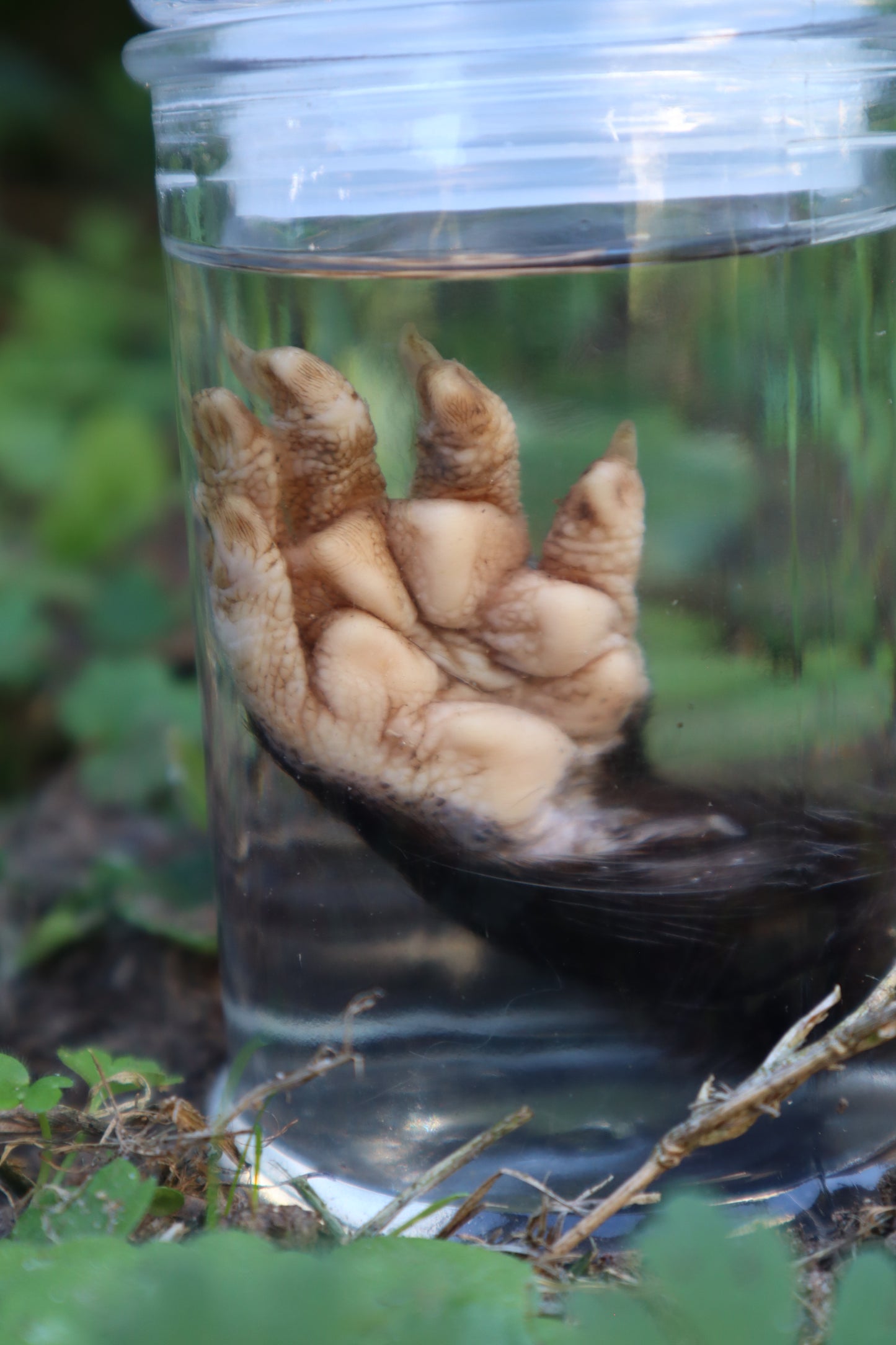 Opossum Paw Wet Specimen