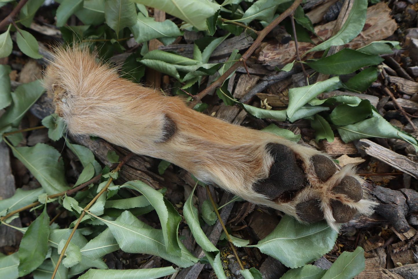 Coyote Paws - Natural Pair