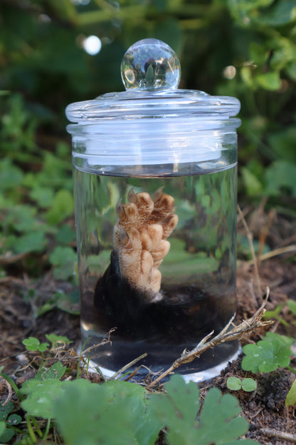 Opossum Paw Wet Specimen