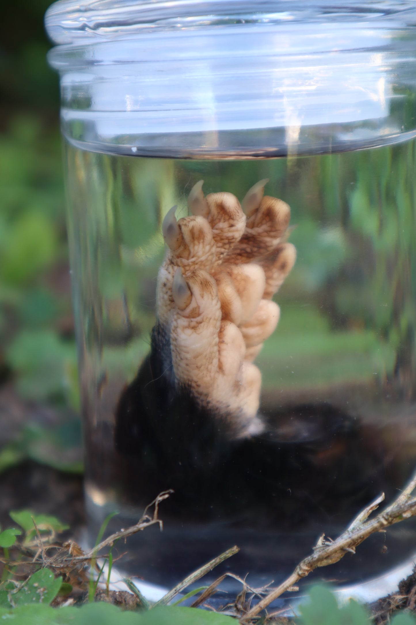 Opossum Paw Wet Specimen