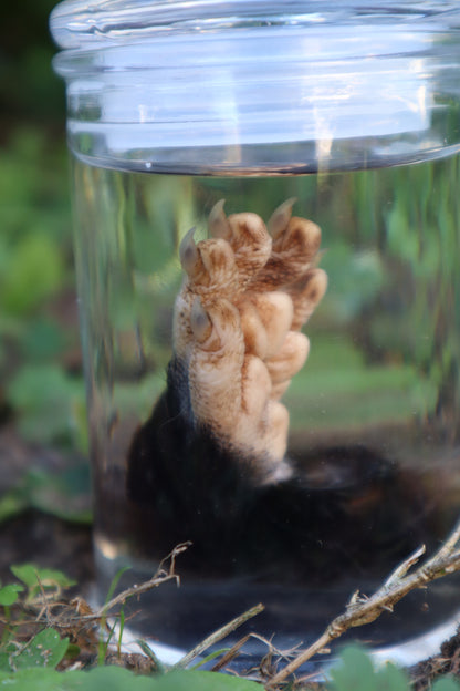Opossum Paw Wet Specimen