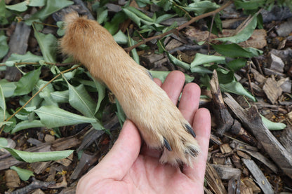 Coyote Paws - Natural Pair