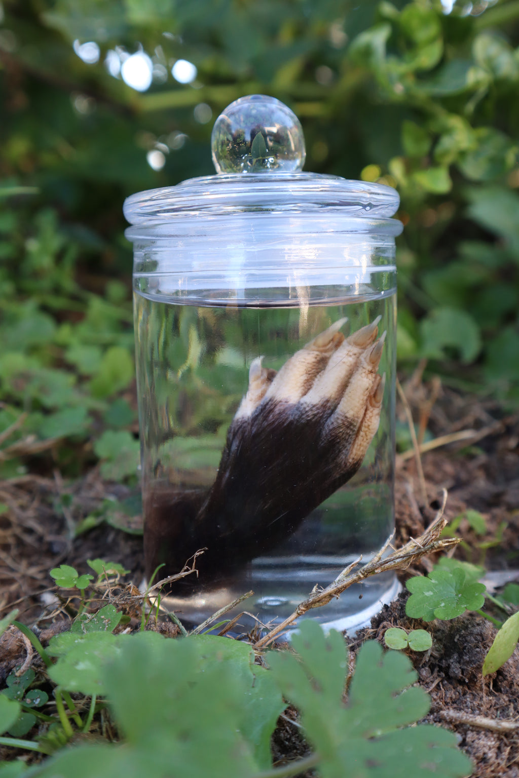 Opossum Paw Wet Specimen