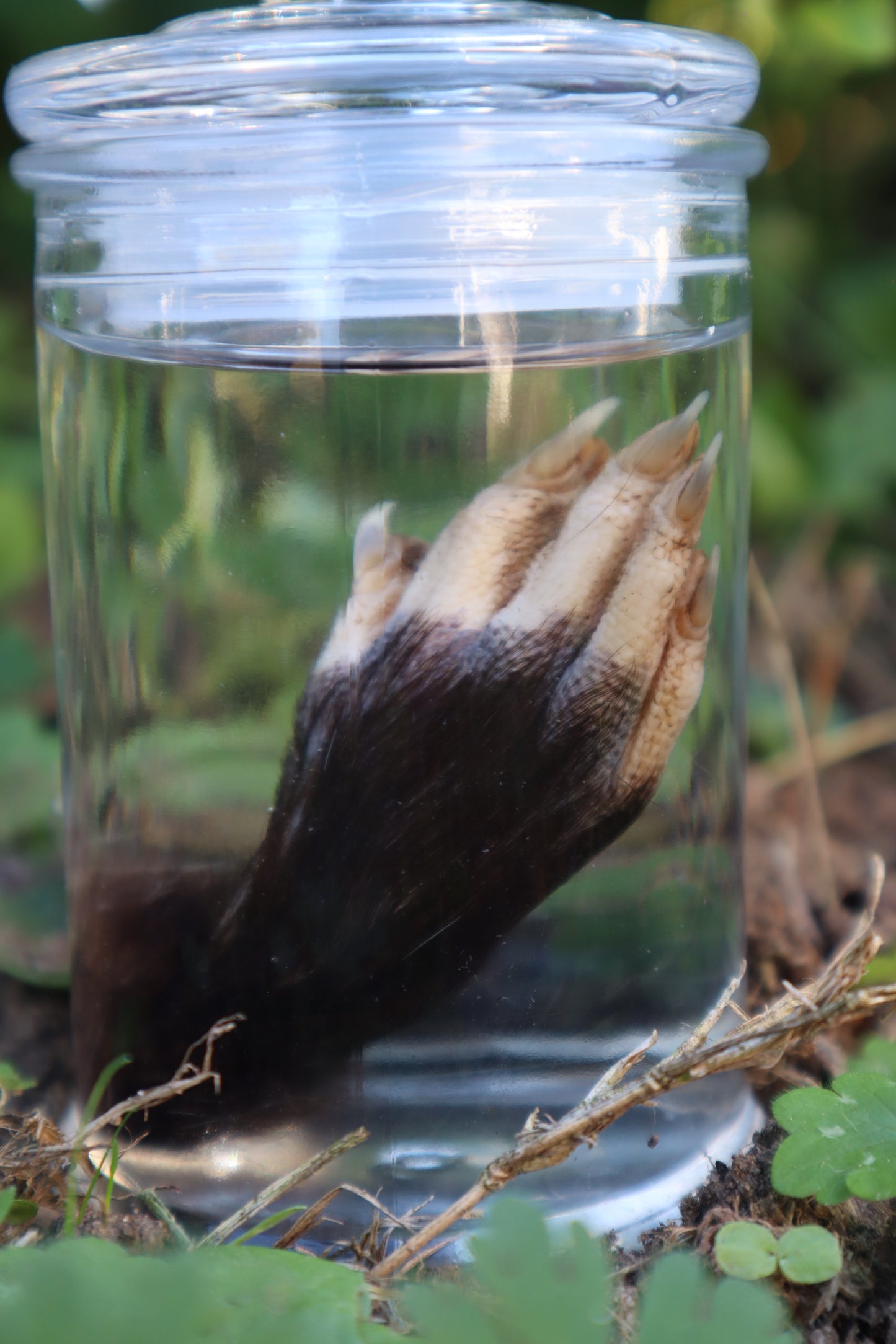 Opossum Paw Wet Specimen