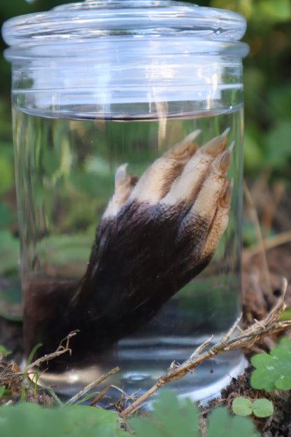 Opossum Paw Wet Specimen