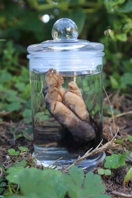 Opossum Paw Wet Specimen