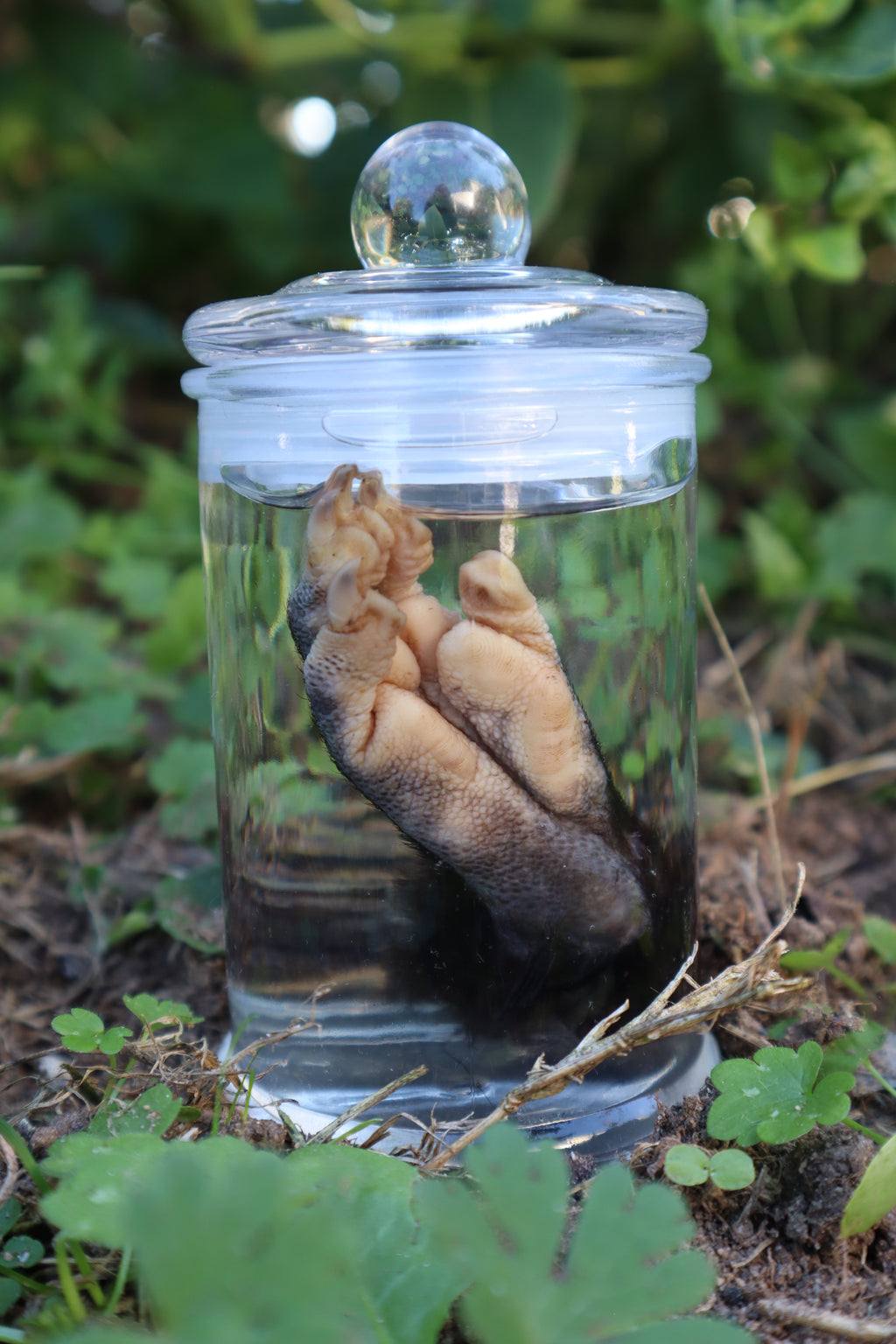 Opossum Paw Wet Specimen
