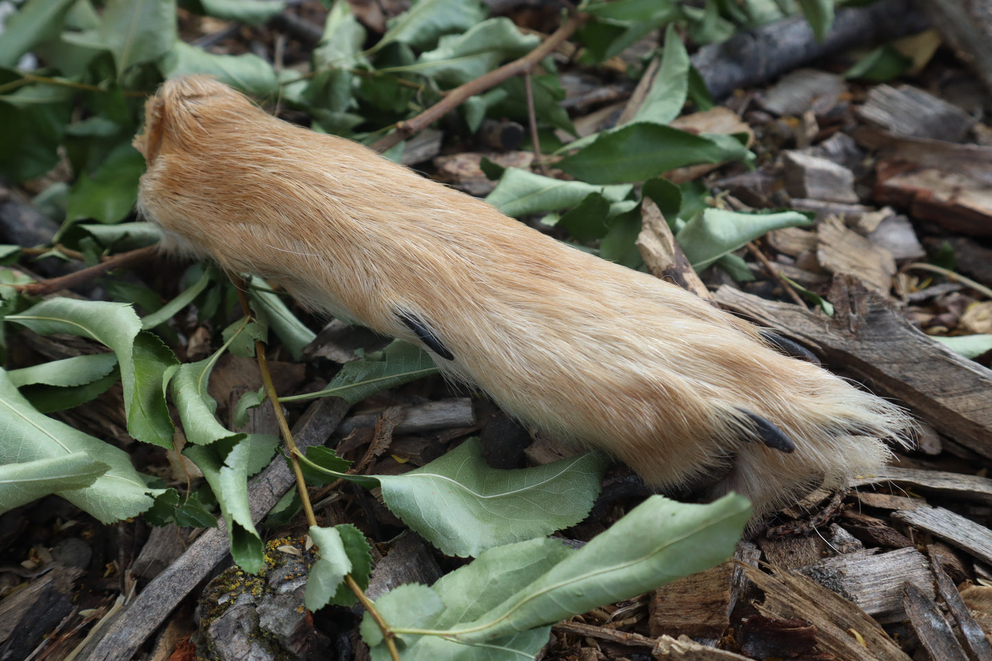 Coyote Paws - Natural Pair