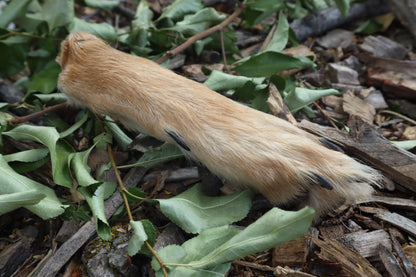 Coyote Paws - Natural Pair