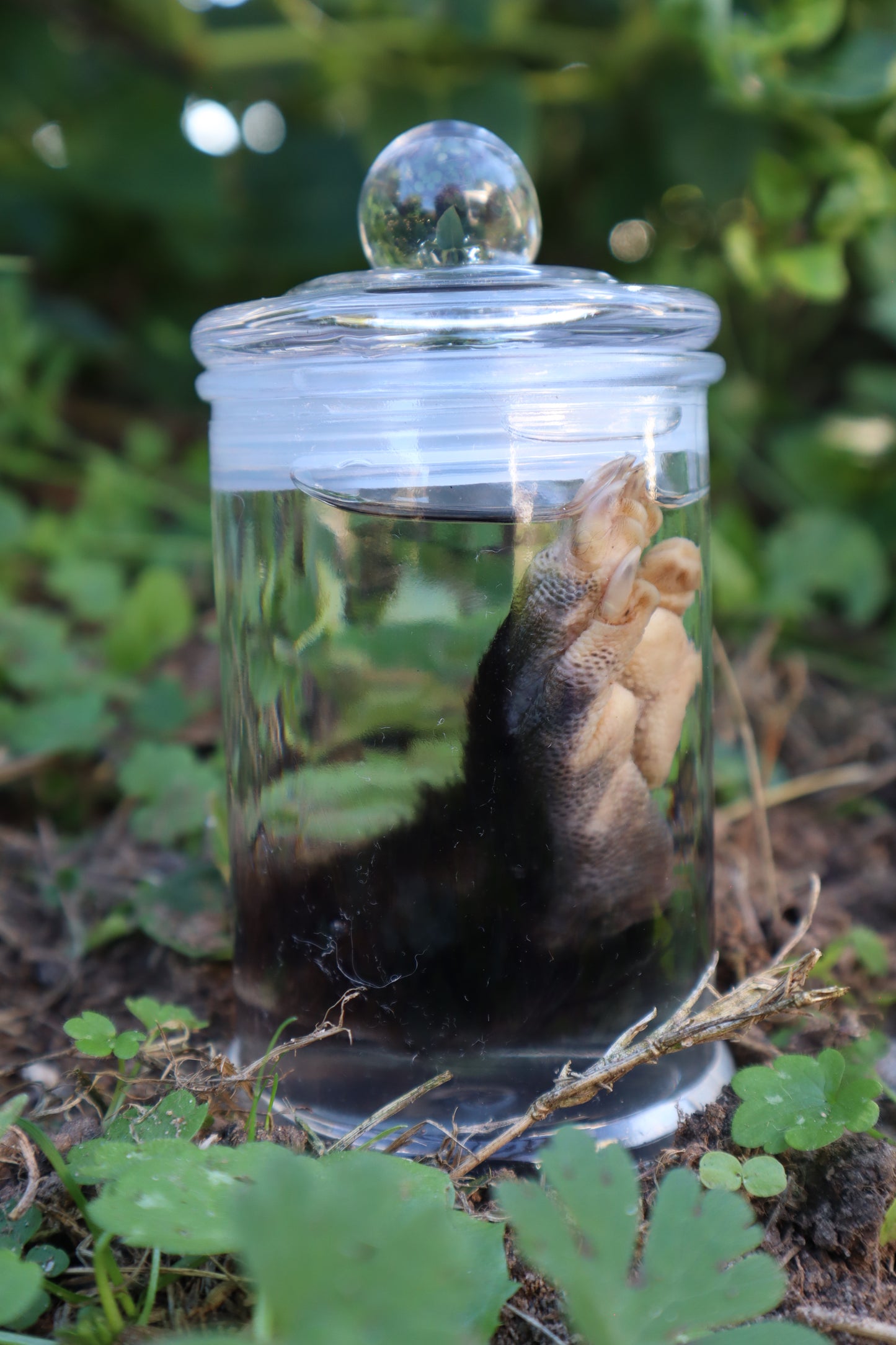Opossum Paw Wet Specimen
