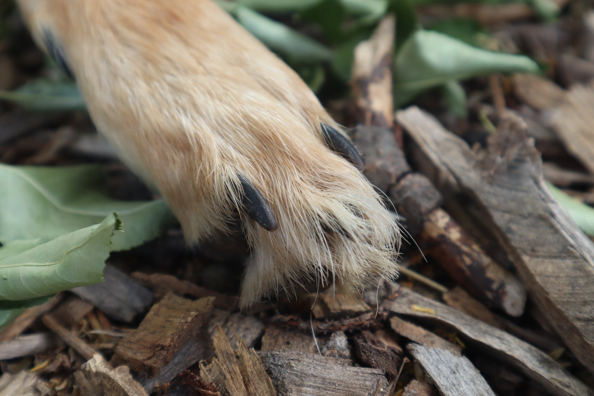 Coyote Paws - Natural Pair