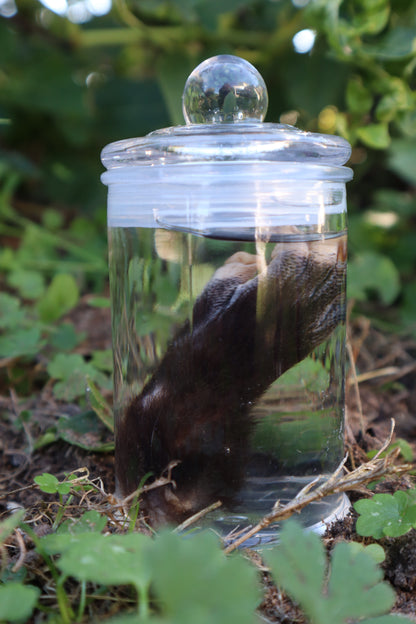 Opossum Paw Wet Specimen