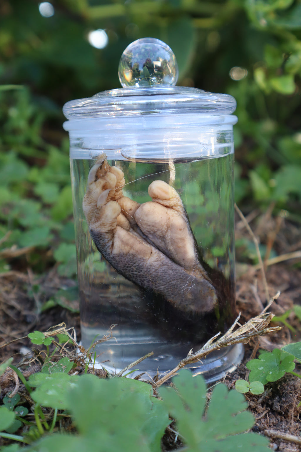 Opossum Paw Wet Specimen