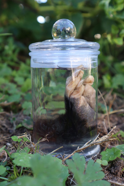 Opossum Paw Wet Specimen