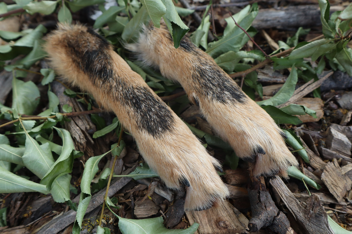Black Stripe Coyote Paws - Natural Pair
