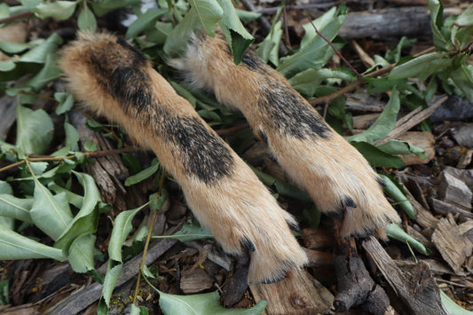 Black Stripe Coyote Paws - Natural Pair