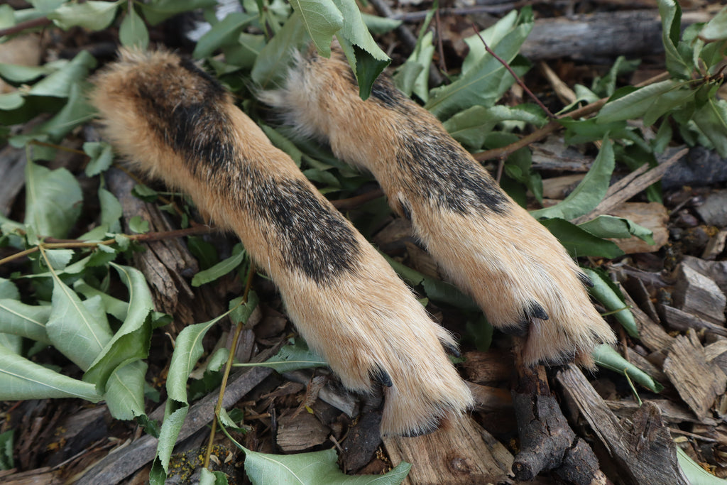 Black Stripe Coyote Paws - Natural Pair