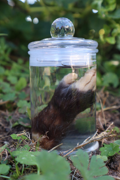 Opossum Paw Wet Specimen