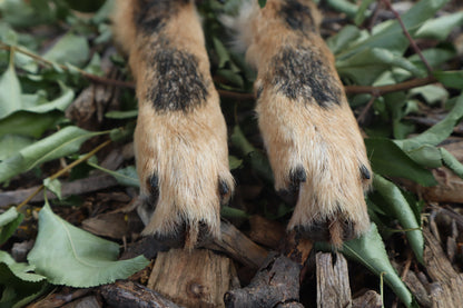 Black Stripe Coyote Paws - Natural Pair