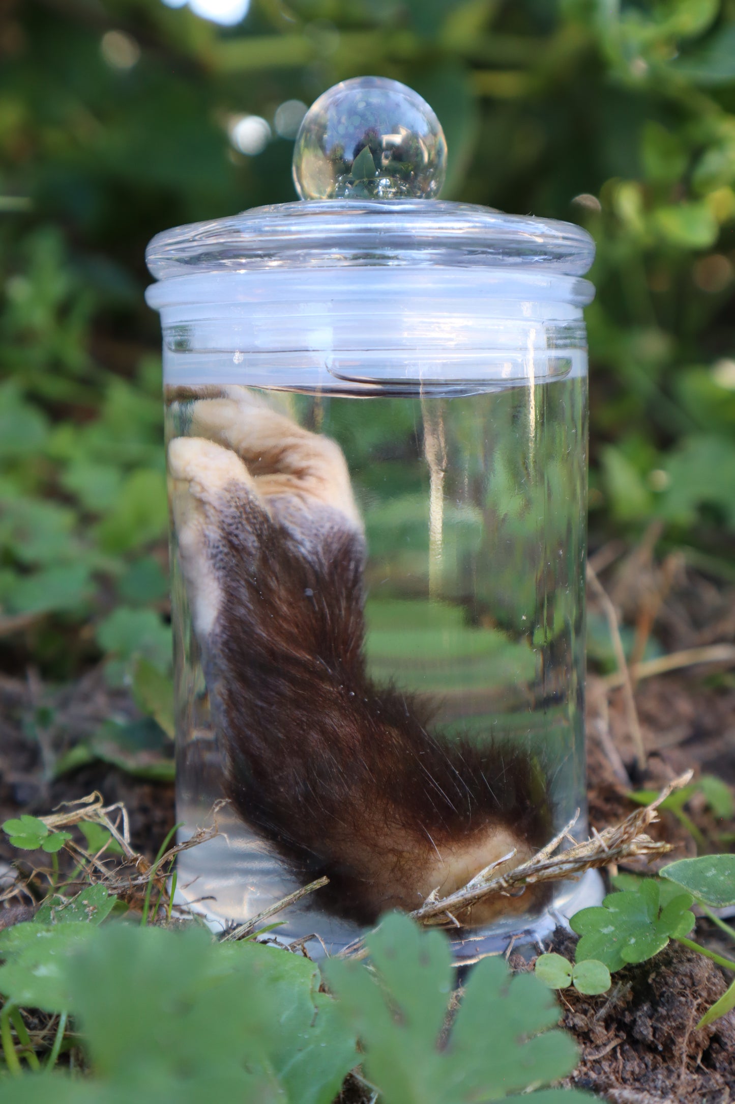 Opossum Paw Wet Specimen