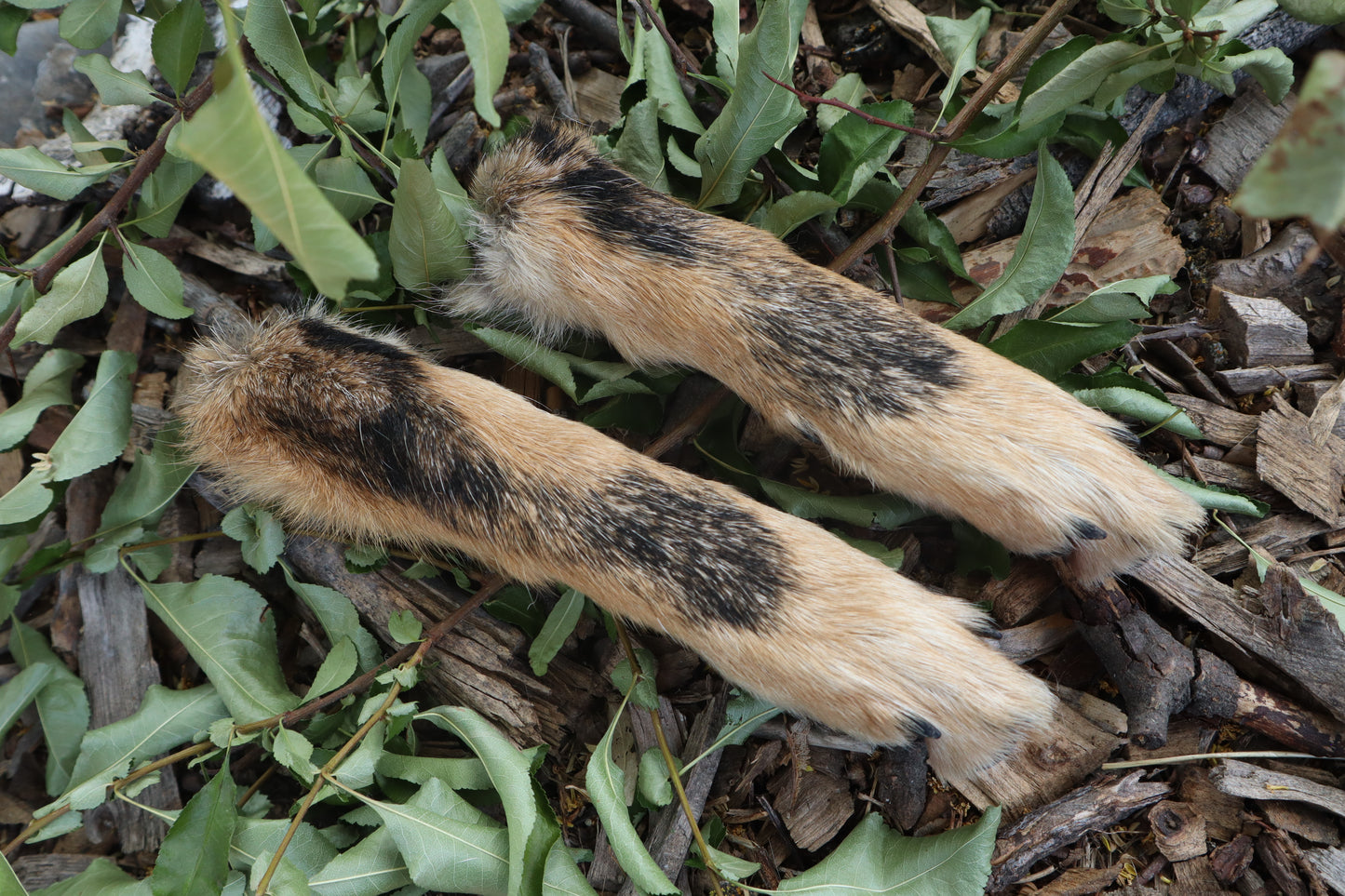 Black Stripe Coyote Paws - Natural Pair