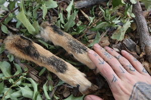 Black Stripe Coyote Paws - Natural Pair