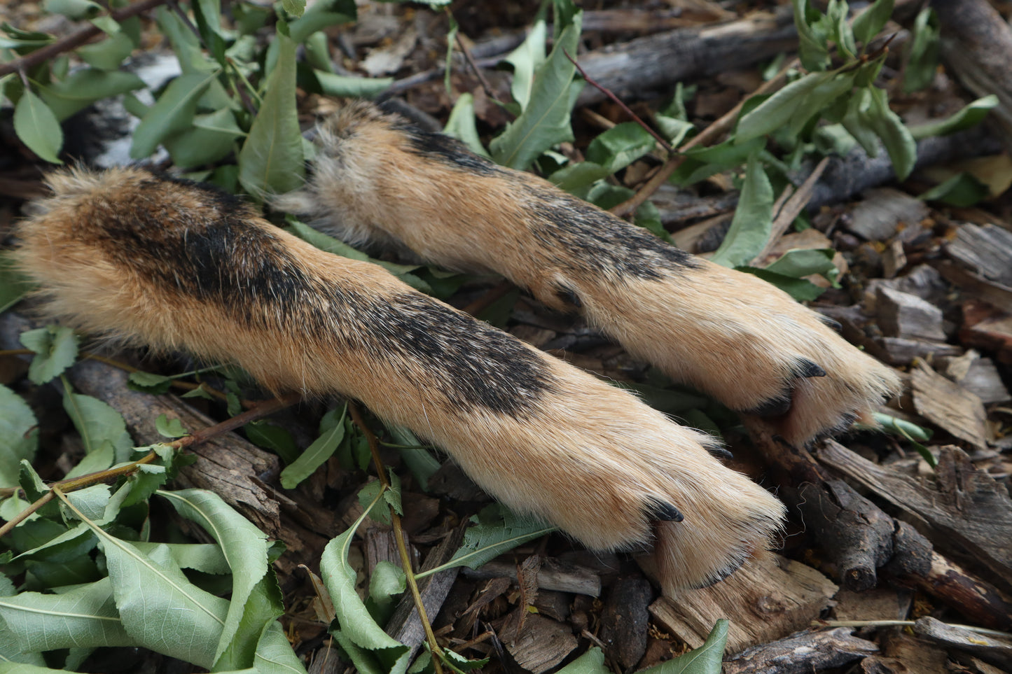 Black Stripe Coyote Paws - Natural Pair