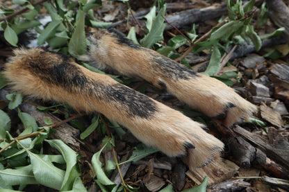 Black Stripe Coyote Paws - Natural Pair