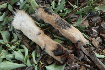 Black Stripe Coyote Paws - Natural Pair