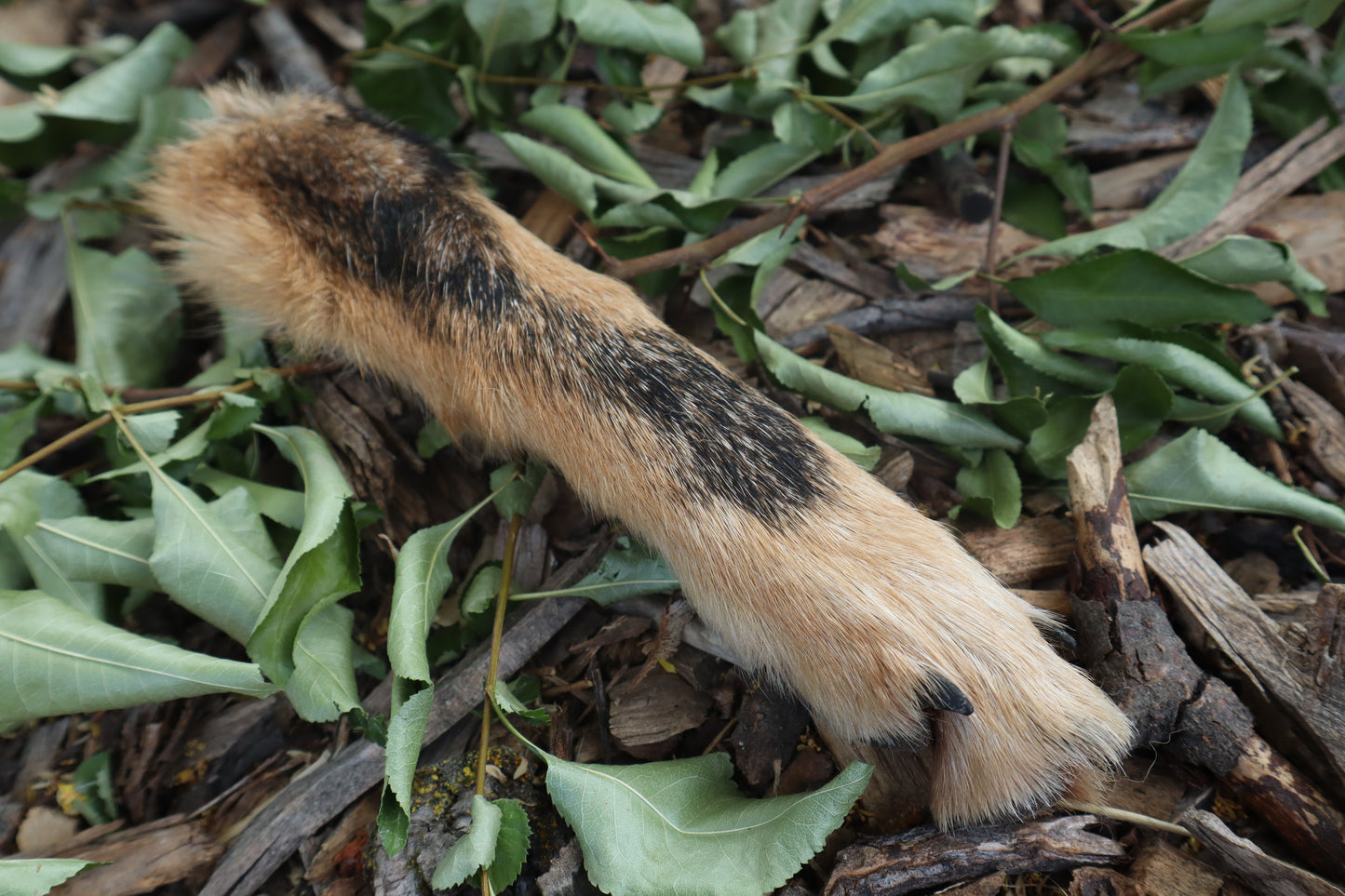 Black Stripe Coyote Paws - Natural Pair