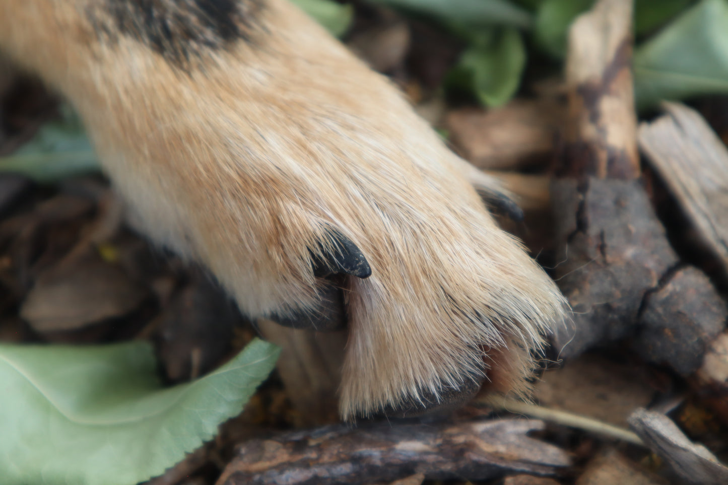 Black Stripe Coyote Paws - Natural Pair