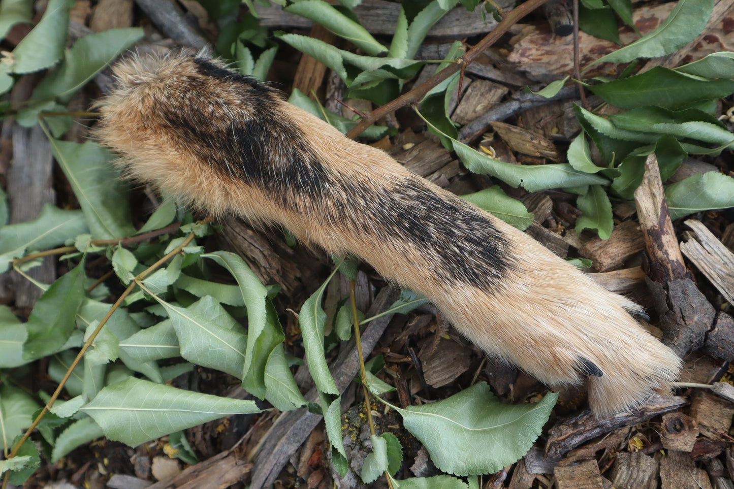 Black Stripe Coyote Paws - Natural Pair