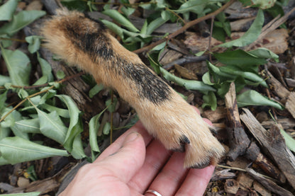 Black Stripe Coyote Paws - Natural Pair
