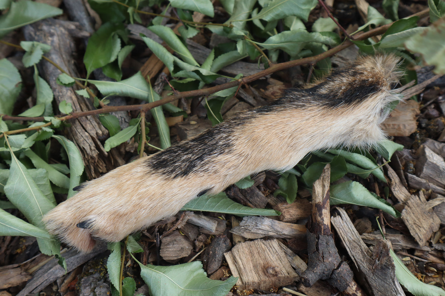 Black Stripe Coyote Paws - Natural Pair