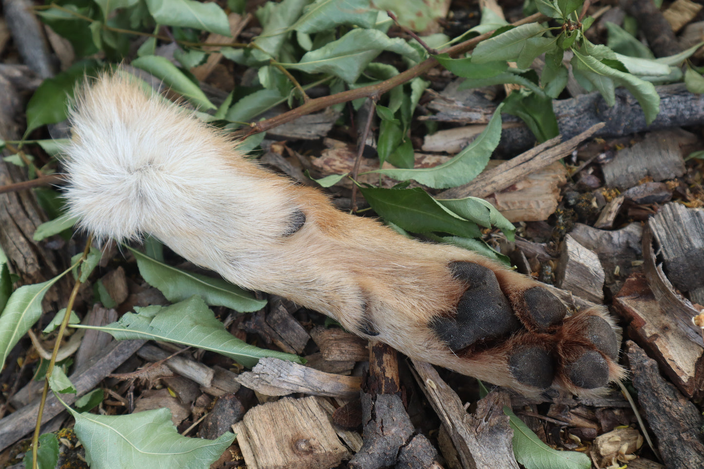 Black Stripe Coyote Paws - Natural Pair