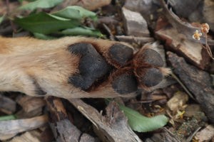 Black Stripe Coyote Paws - Natural Pair